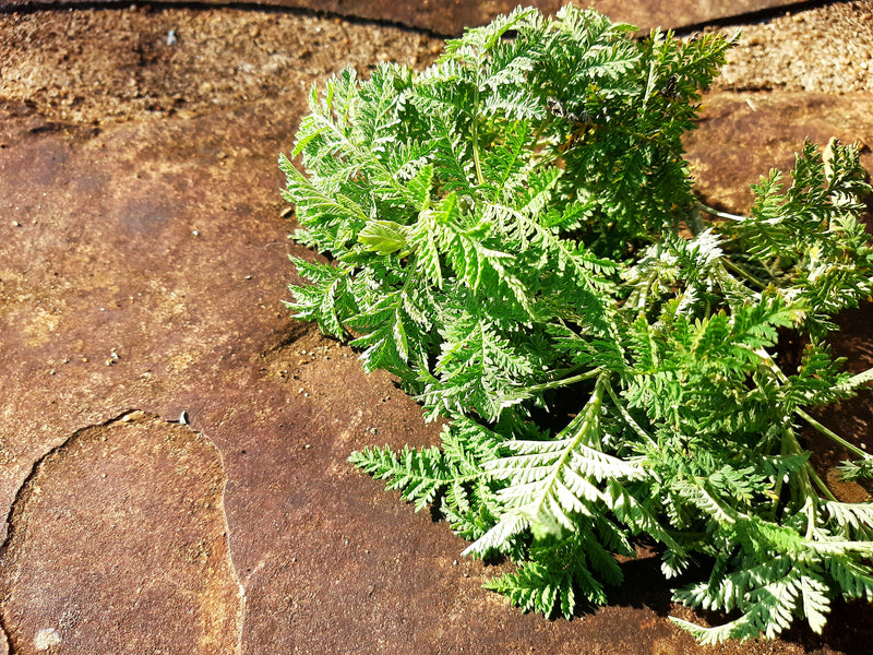 One of the oldest and best known medicianl plants in Africa- Artemisia afra