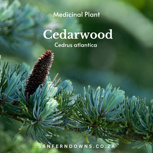 Unveiling the Wonders of Cedarwood Essential Oil: A true gem of the herbal kingdom