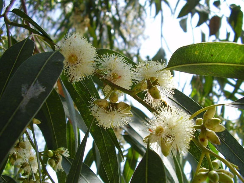Are Eucalyptus Leaves Toxic?