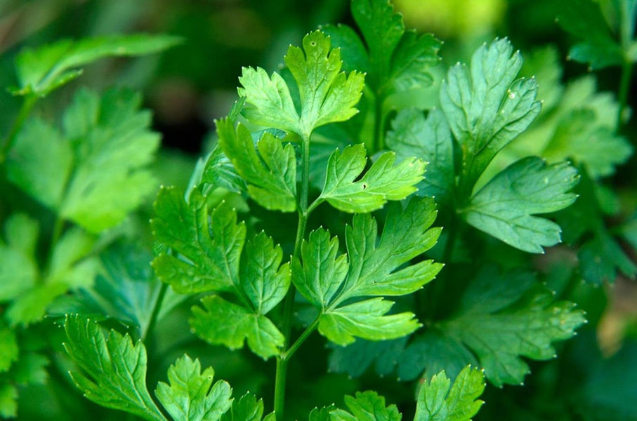 Use parsley in three different ways to treat UTI’s