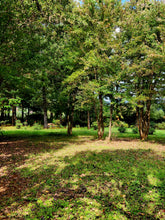 Load image into Gallery viewer, Spacious camp sites among the trees at Sanfern Downs