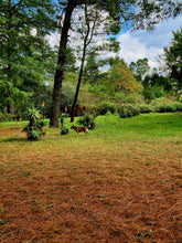 Load image into Gallery viewer, Spacious camp sites at Sanfern Downs