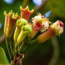 Load image into Gallery viewer, Clove Bud Esential Oil- 10ml
