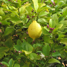 Load image into Gallery viewer, Lemon Essential Oil - 10 ml
