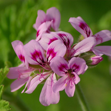 Load image into Gallery viewer, Rose Geranium flower
