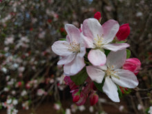 Load image into Gallery viewer, Crab Apple blossoms at Sanfern  Downs Cottages