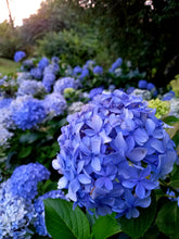 Load image into Gallery viewer, Close up Hydrangeas at Sanfern Downs cottages