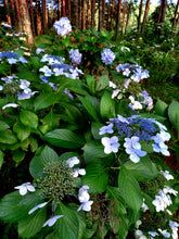 Load image into Gallery viewer, Doily Hydrangeas at Sanfern Downs Cottages