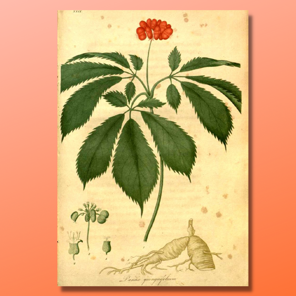 Discovering the Enchanting Tales of Ginseng: A Journey into Ancient Chinese Folklore