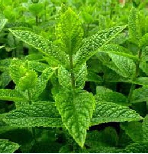 Sweet, Strong and Pungent, Peppermint is Cooling and Relaxing