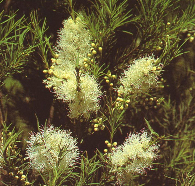 Potent and spicy, use Tea Tree Oil to sanitise your environment