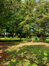 Load image into Gallery viewer, Spacious camp sites among the trees at Sanfern Downs
