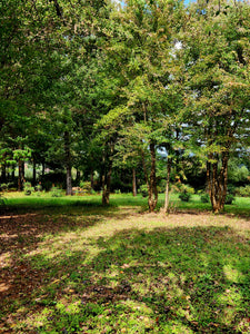 Spacious camp sites among the trees at Sanfern Downs