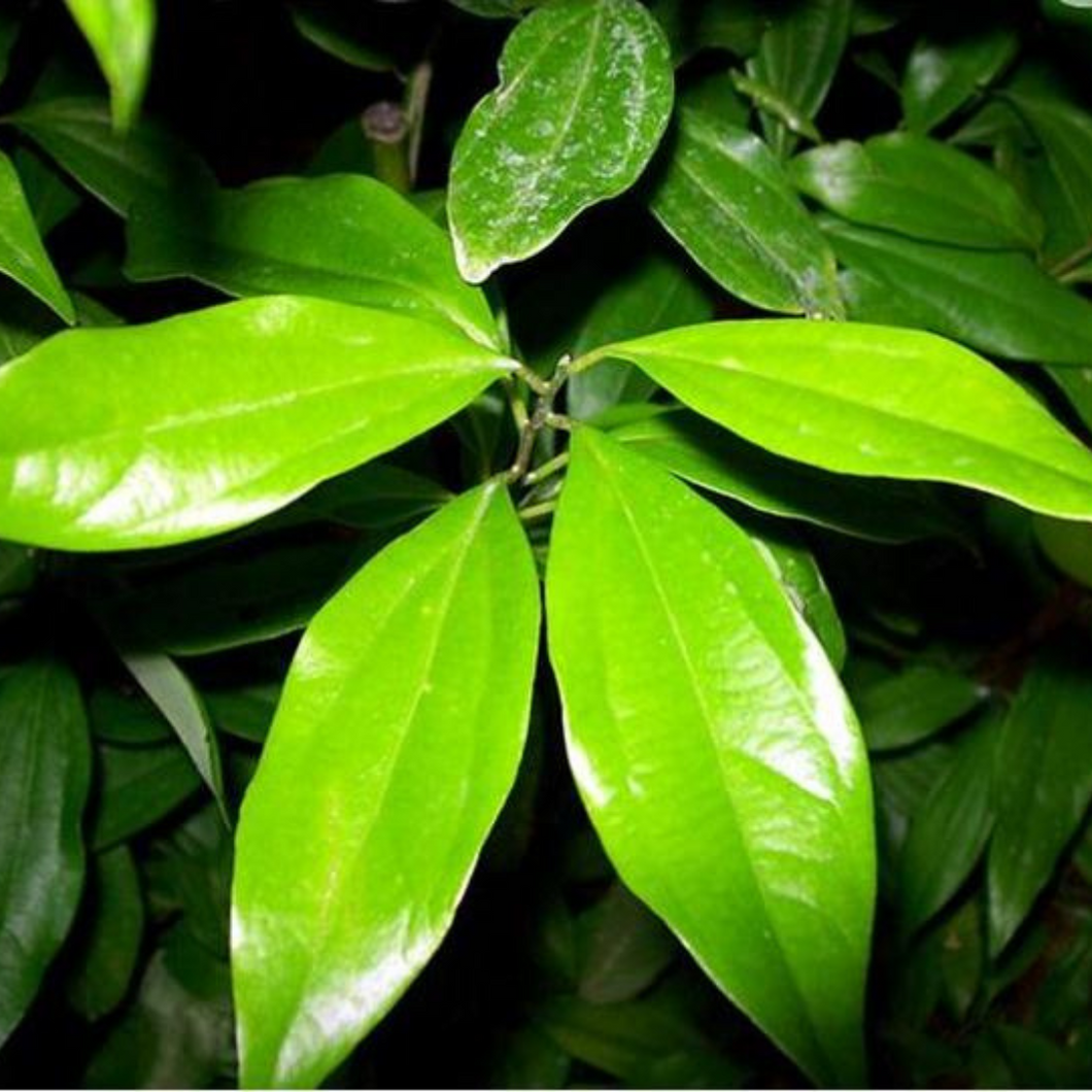 Cinnamon leaf Essential Oil - 10ml