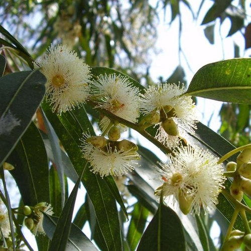Eucalyptus glovulus flower and leaves