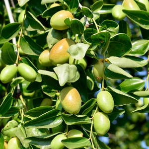 Jojoba tree showing the Jojoba fruit