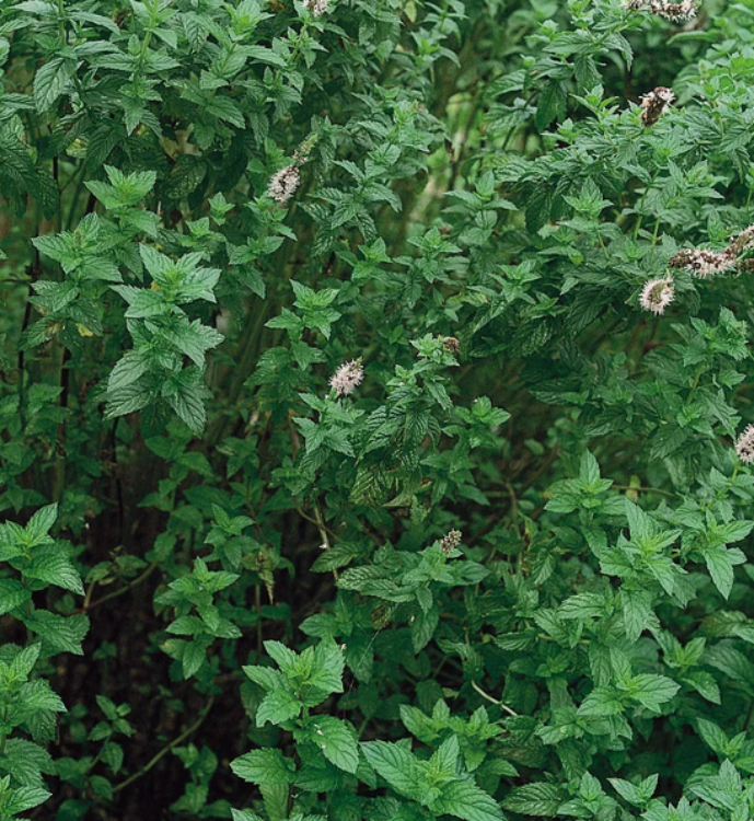 An image of a bush of Spearmint ( Menthe spicata) with a few flowers on the tip