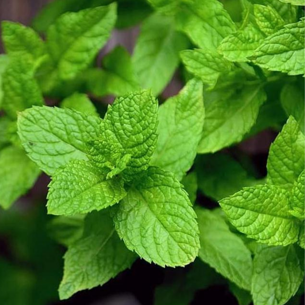 Peppermint Essential oil - 10ml