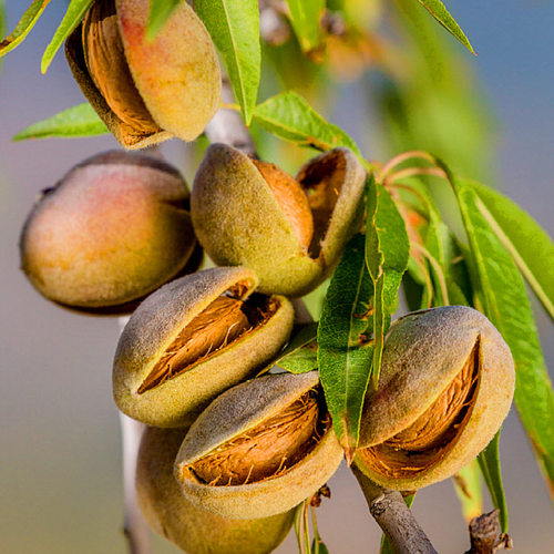 Image of sweet almond fruit and seed
