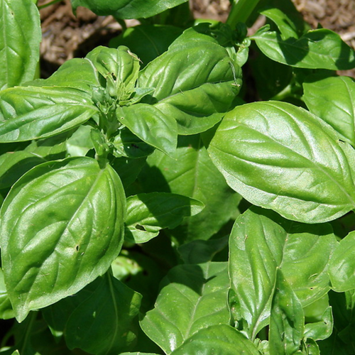 Sweet basil leaves