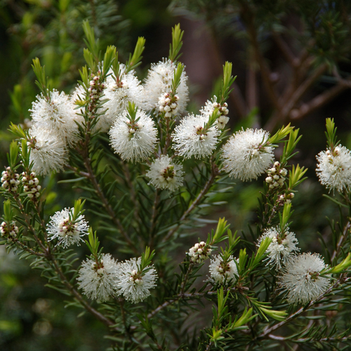 Tea Tree  flowers and leaves