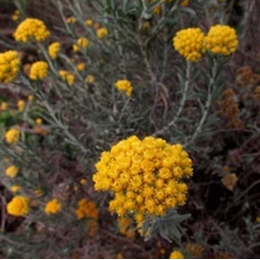 Image of Helichrysum splendidum or Southern Immortelle flowers and a few grey leaves