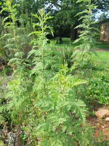 African Wormwood - Dried leaves per 30 g