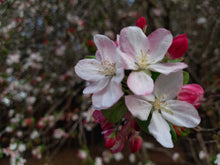 Load image into Gallery viewer, Crab Apple blossoms at Sanfern  Downs Cottages
