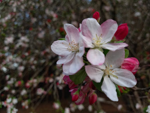 Crab Apple blossoms at Sanfern  Downs Cottages
