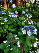Load image into Gallery viewer, Doily Hydrangeas at Sanfern Downs Cottages
