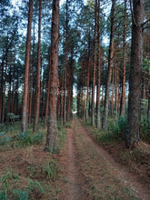 Load image into Gallery viewer, Pine Plantations at Sanfern Downs Cottages
