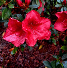 Load image into Gallery viewer, Red Azaleas at Sanfern Downs Cottages
